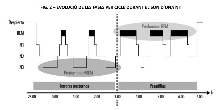 Evolución de las fases